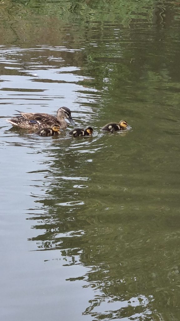 Ducklings on the Leeds Liverpool. Canal at Burscough