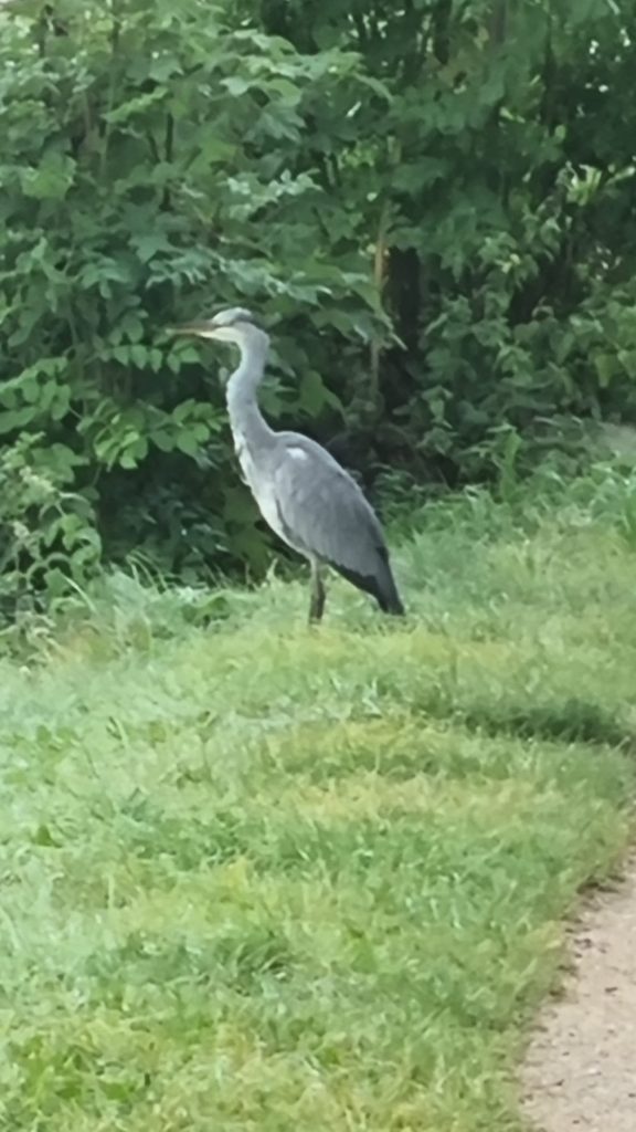 Heron on the Leeds Liverpool. Canal at Burscough