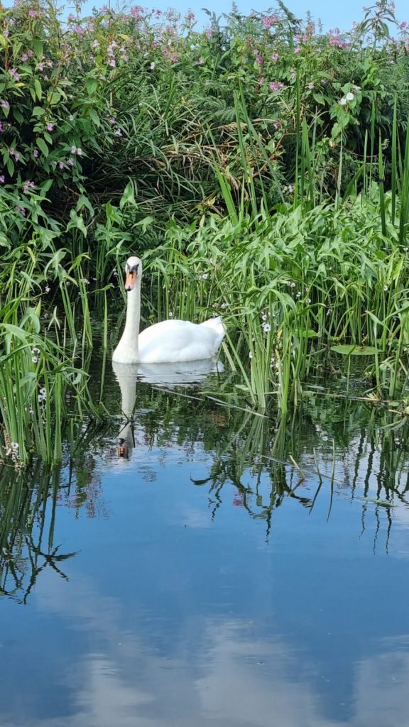 Swan in the Rufford branch on the Leeds Liverpool. Canal at Burscough