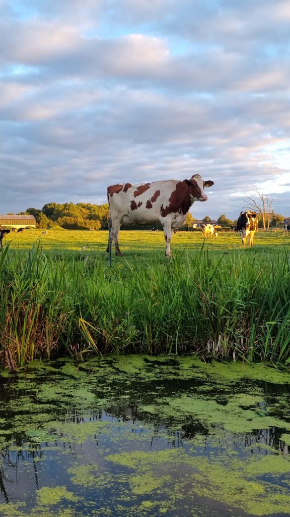 Bilsborrow cow