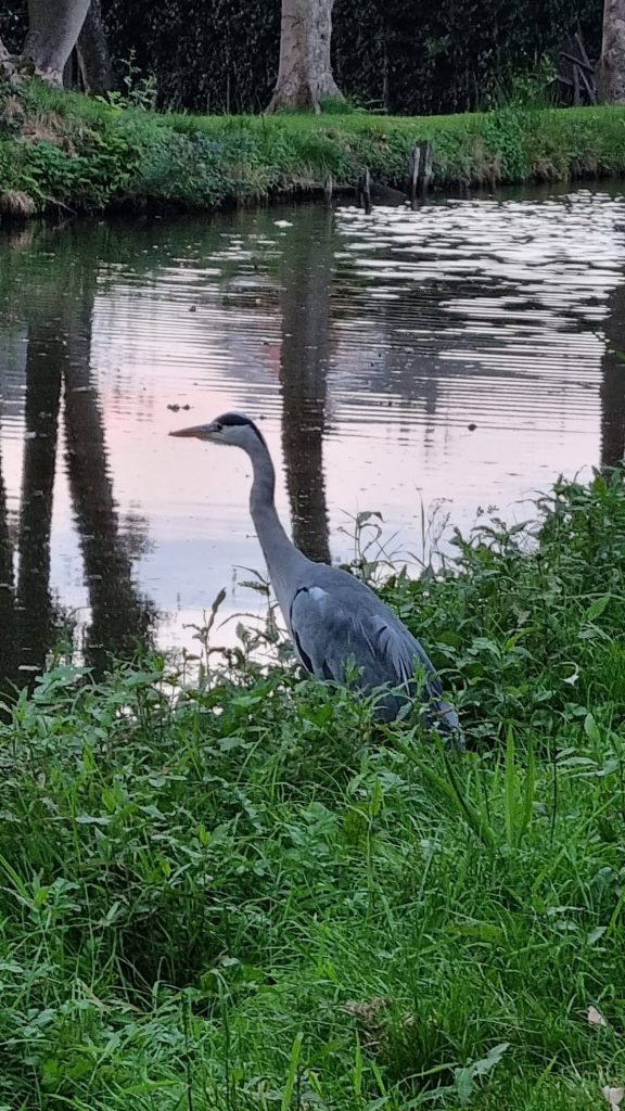 Bilsborrow heron