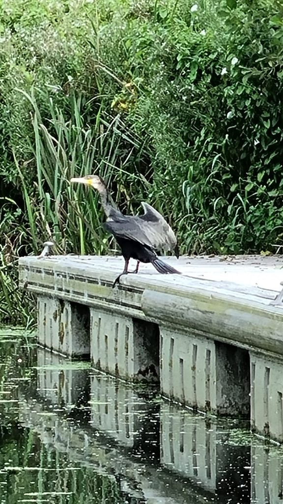 Savick Brook wildlife